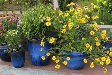 Container Gardening Accents