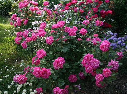 Knock Out Roses: How to Grow and Care for All Types