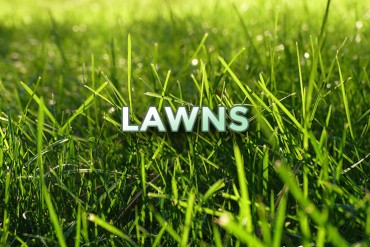 lawns2