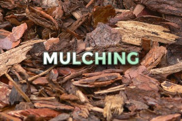 mulching2