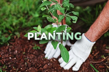 planting