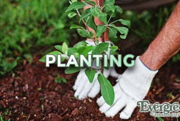 Tree & Shrub Planting Instructions