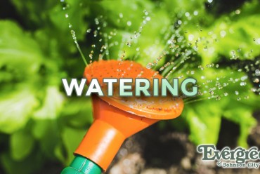Watering Your Landscape