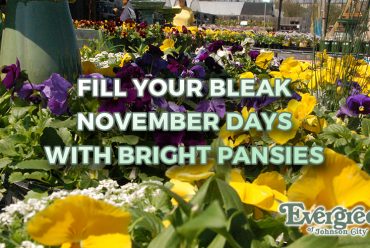 Fill Your Bleak November Days with Bright Pansies