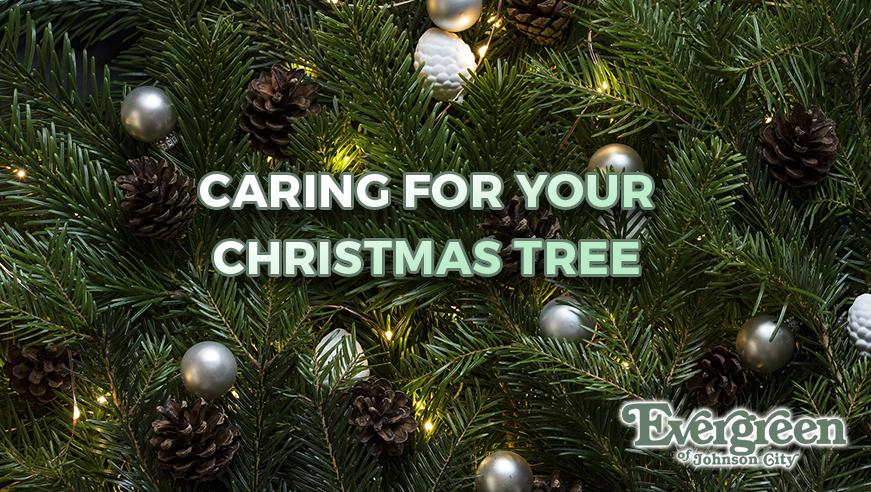 Caring for Your Christmas Tree