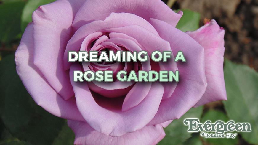 Dreaming of a Rose Garden