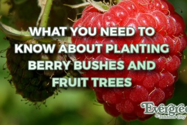 What You Need To Know About Planting Berry Bushes and Fruit Trees