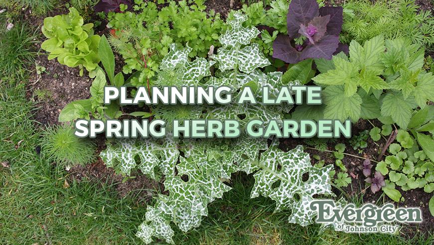 Planning a Late Spring Herb Garden