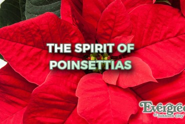 The Spirit of Poinsettias