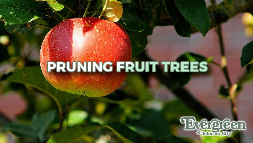 When to plant fruit trees in tn