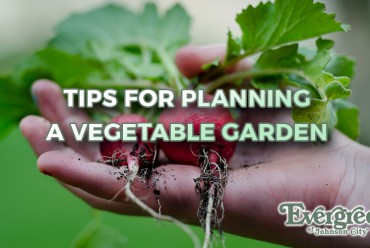 Tips for Planning a Vegetable Garden