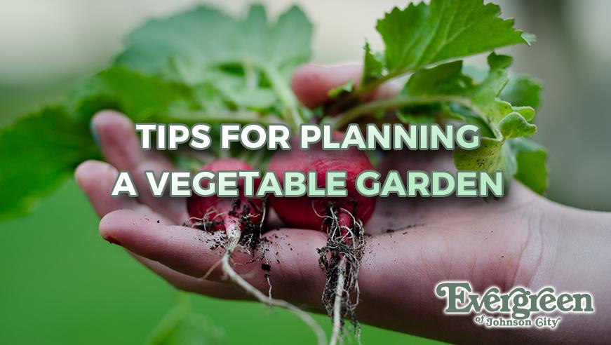 Tips for Planning a Vegetable Garden