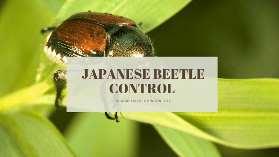 Controlling Japanese Beetles