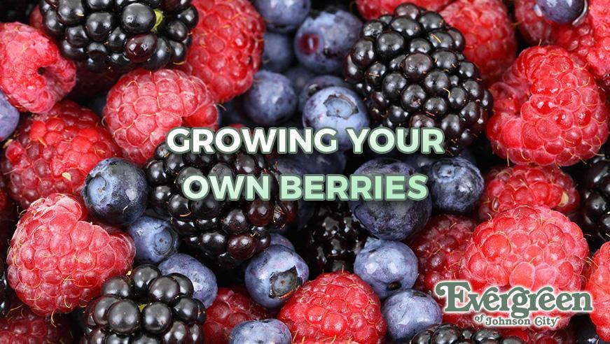 Growing Your Own Berries