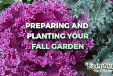 Preparing and Planting your Fall Garden