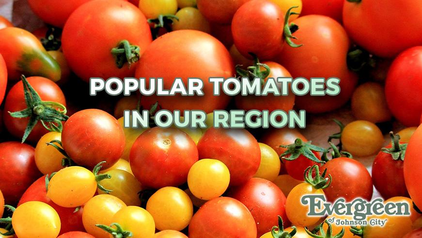 Popular Tomatoes in Our Region