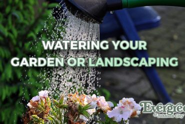Watering Your Garden or Landscaping