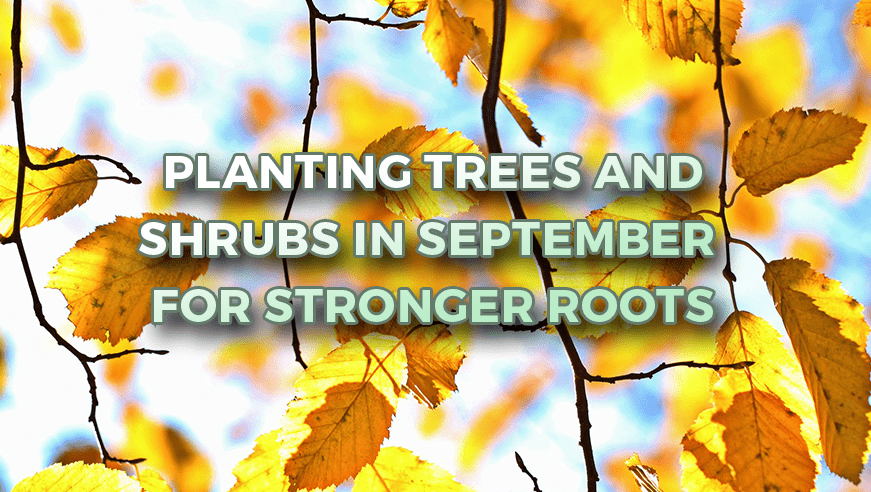 Planting Trees & Shrubs In September For Stronger Roots