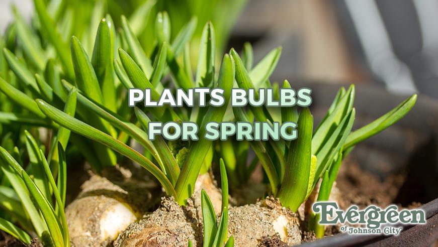 Planting Bulbs for Spring