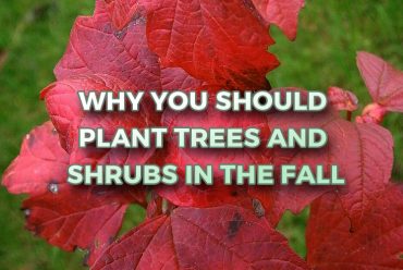 Why You Should Plant Trees and Shrubs in the Fall
