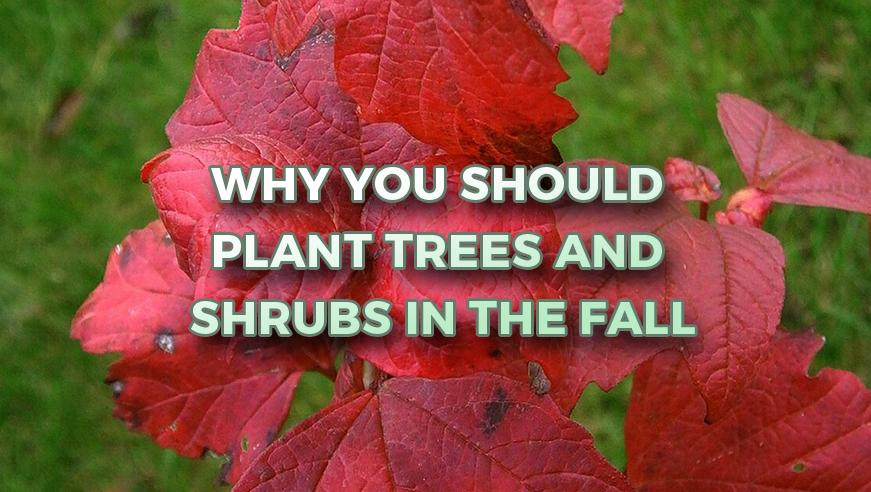 Why You Should Plant Trees and Shrubs in the Fall