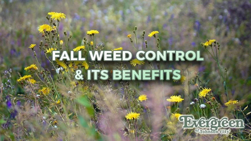Fall Weed Control & It’s Benefits