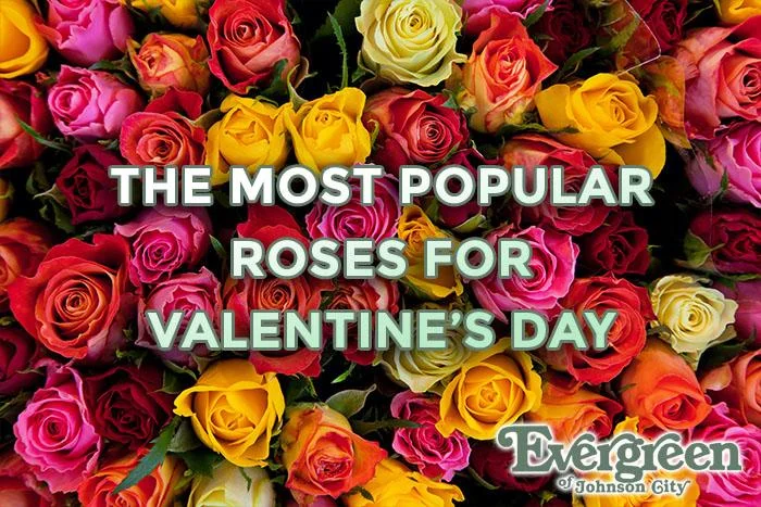 The Most Popular Roses for Valentine’s Day