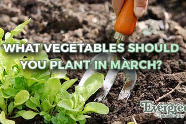 What Vegetables Should You Plant In March?