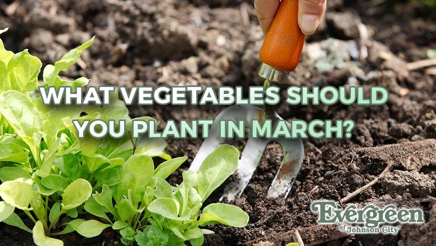 What Vegetables Should You Plant In March?
