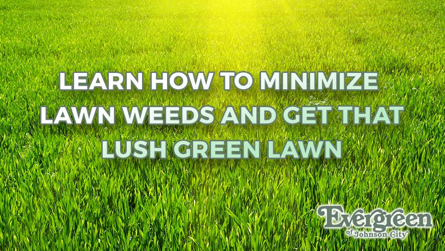 Managing Lawn Weeds