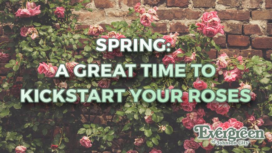 Spring: A Great Time to Kickstart Your Roses