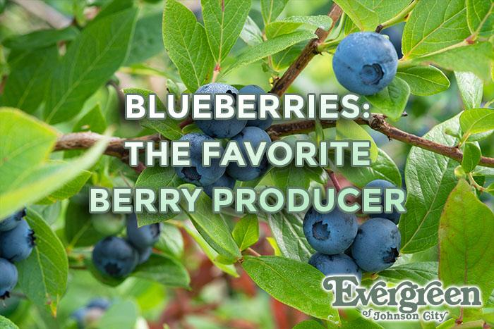 Blueberries – The Favorite Berry Producer