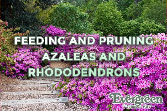 Feeding And Pruning Azaleas And Rhododendrons