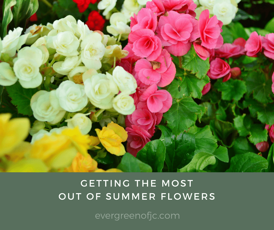 Getting the Most Out of Summer Flowers