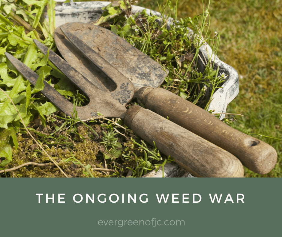 The Ongoing Weed War