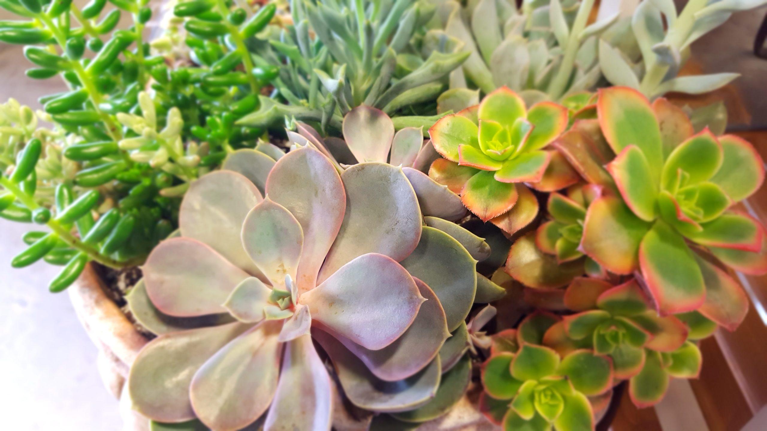 Succulents Rule, So Here Are Succulent Rules! 
