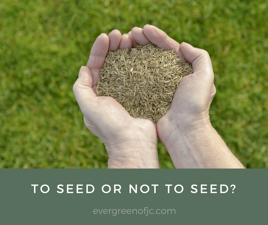 To Seed or Not To Seed – THAT is the Question!