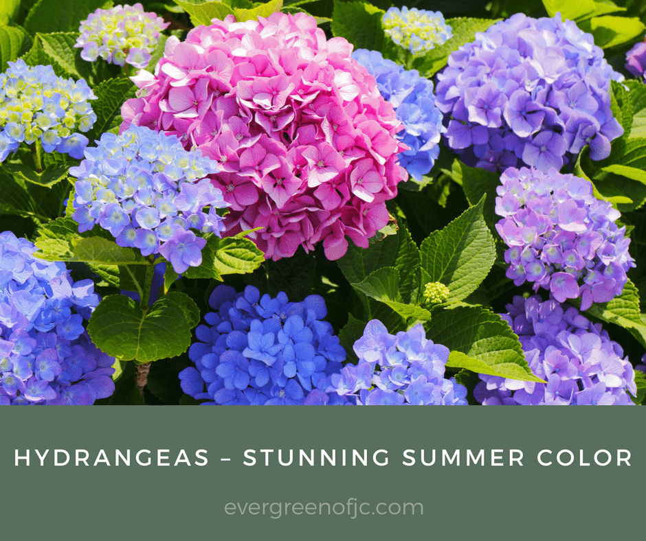 Hydrangeas – Stunning Summer Color