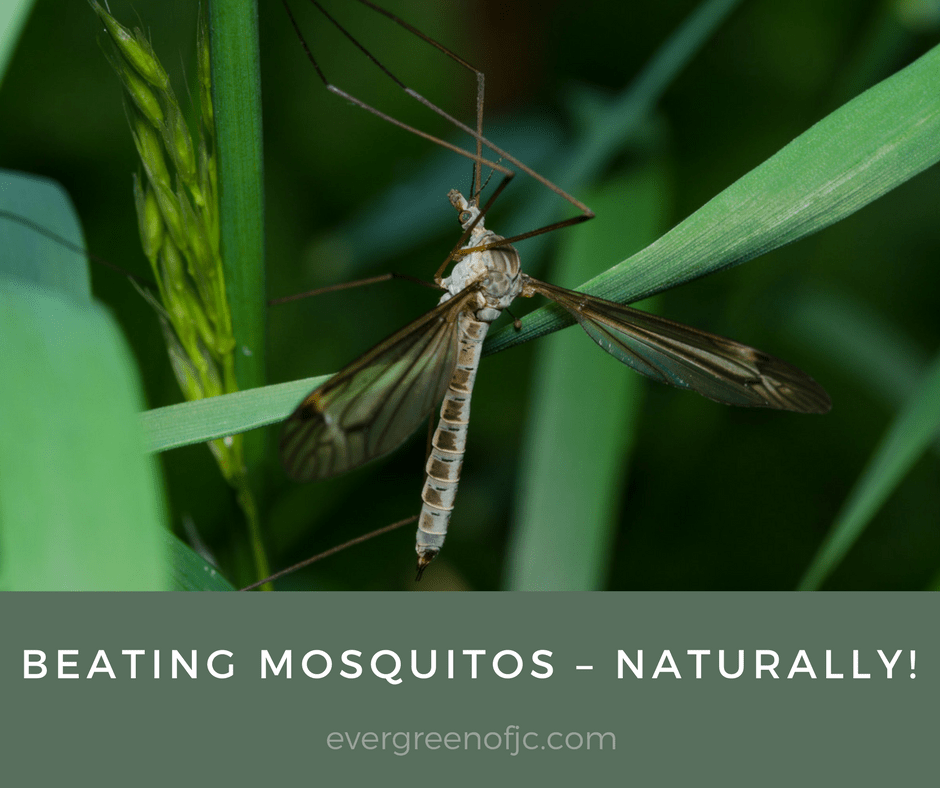 Beating Mosquitos – Naturally!