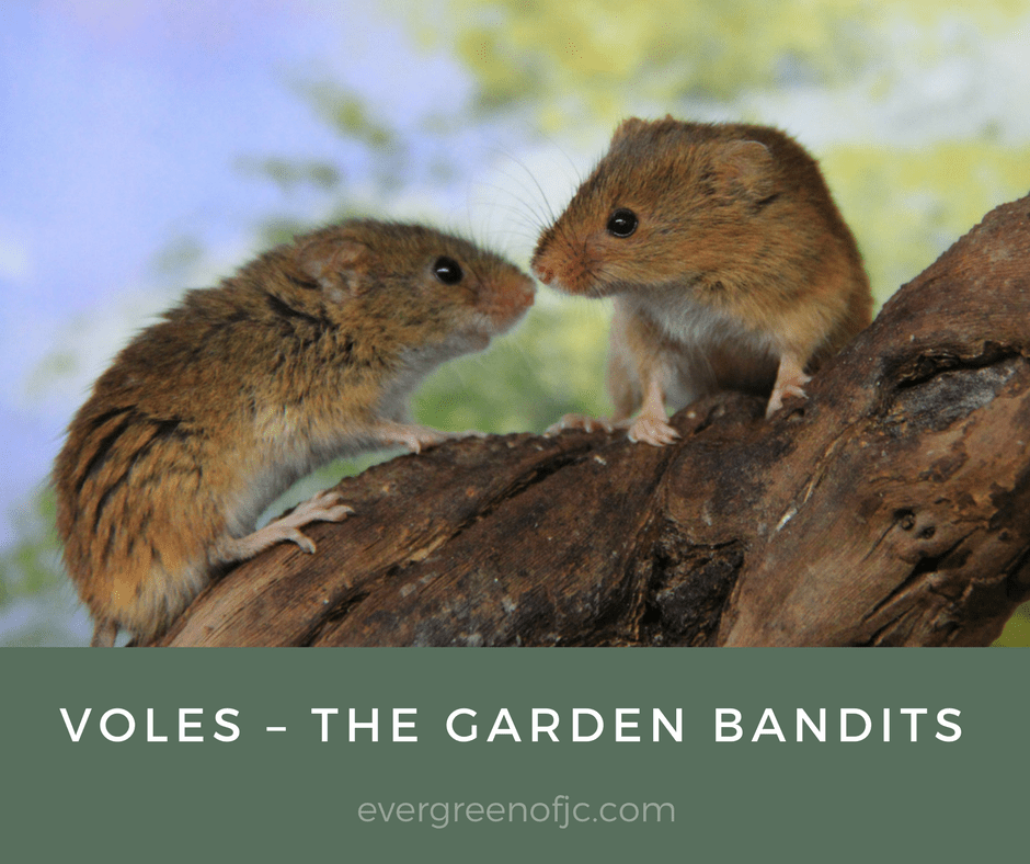 Voles – The Garden Bandits
