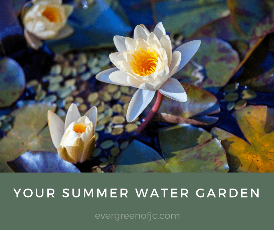 Your Summer Water Garden
