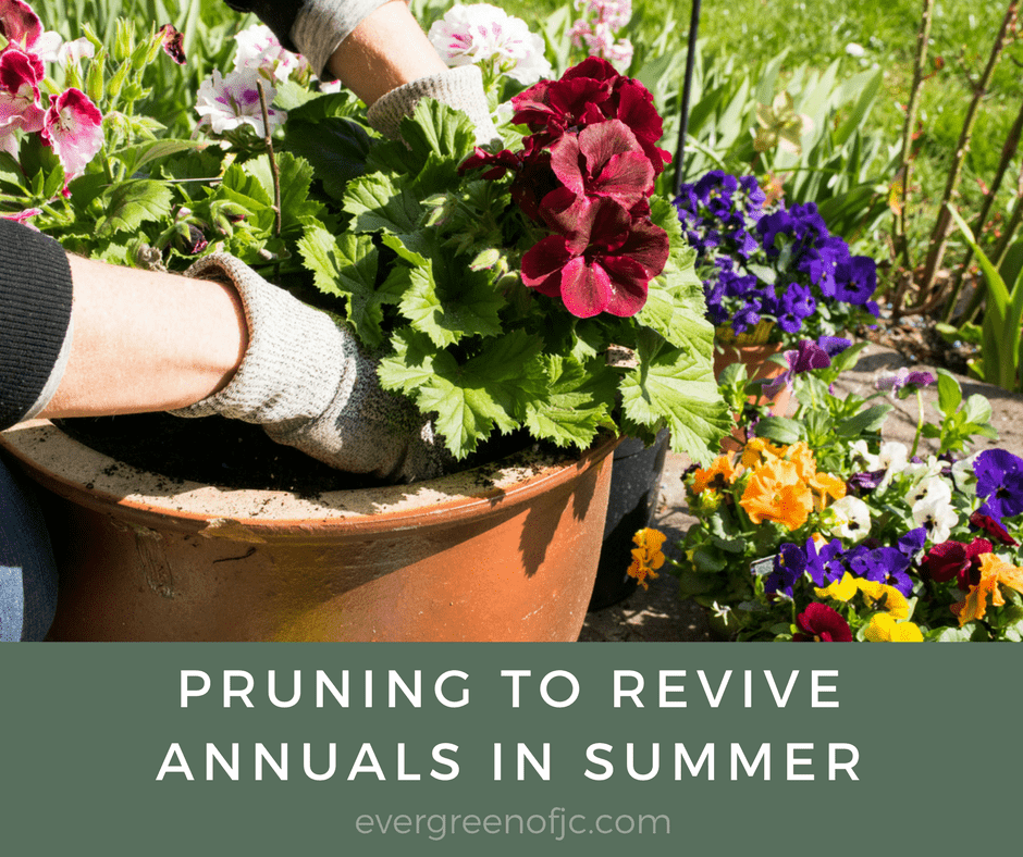 Pruning to Revive Annuals in Summer