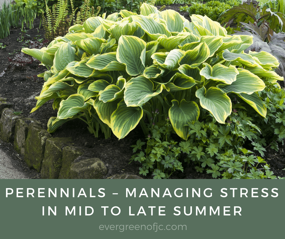 Perennials – Managing Stress in Mid to Late Summer