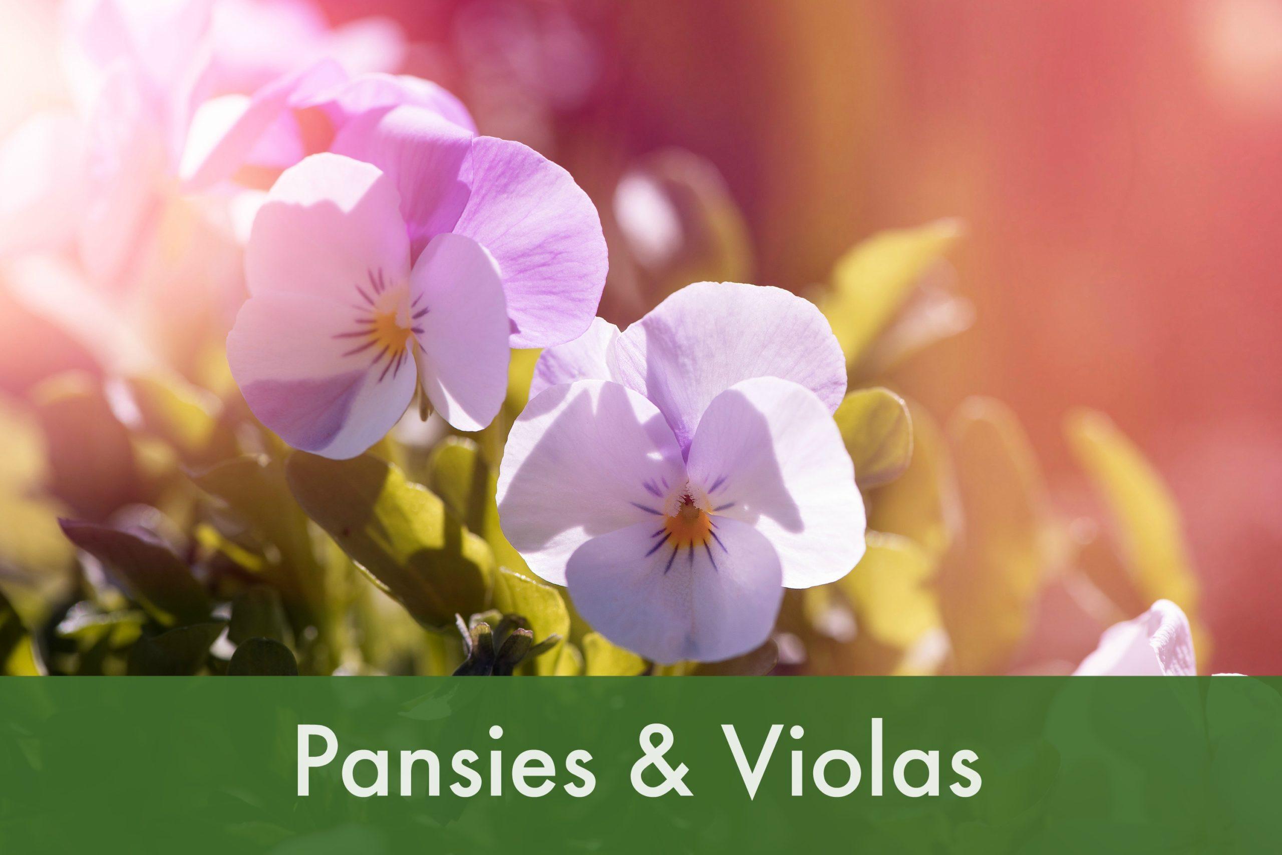 Pansies & Violas – Our Favorite Winter Annuals!