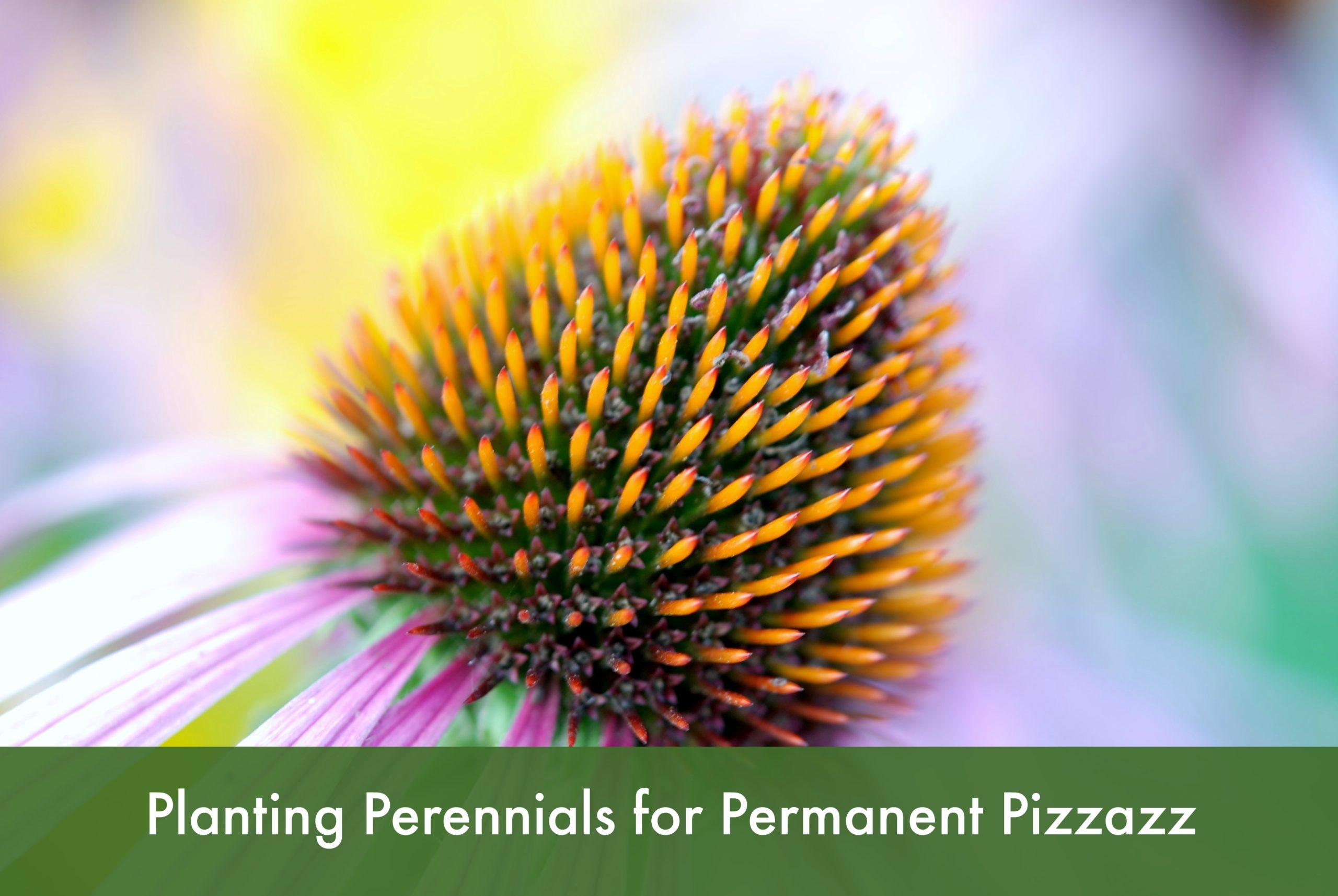 Plant Perennials for Permenant Pizzazz