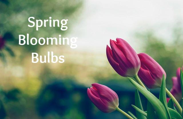 Planting Spring Blooming Bulbs