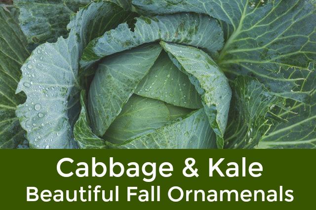 Ornamental Cabbage & Kale – Fall Beauties