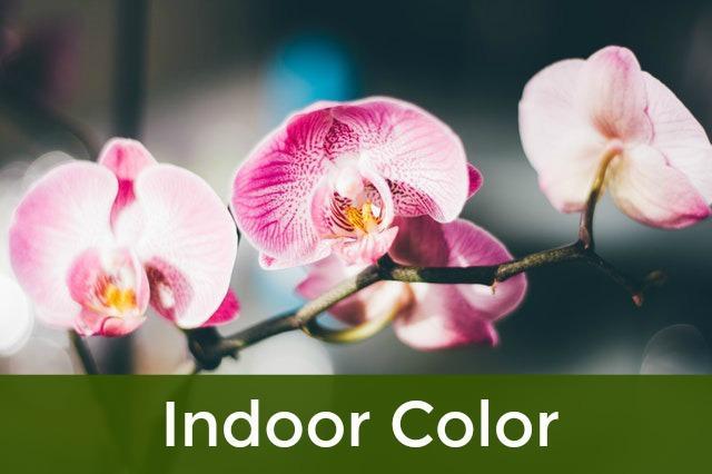 Indoor Color to Keep Winter Blues Away