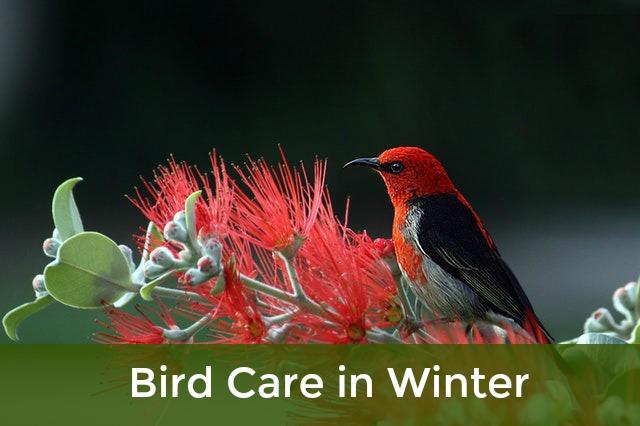 Caring for Bird Friends During the Winter