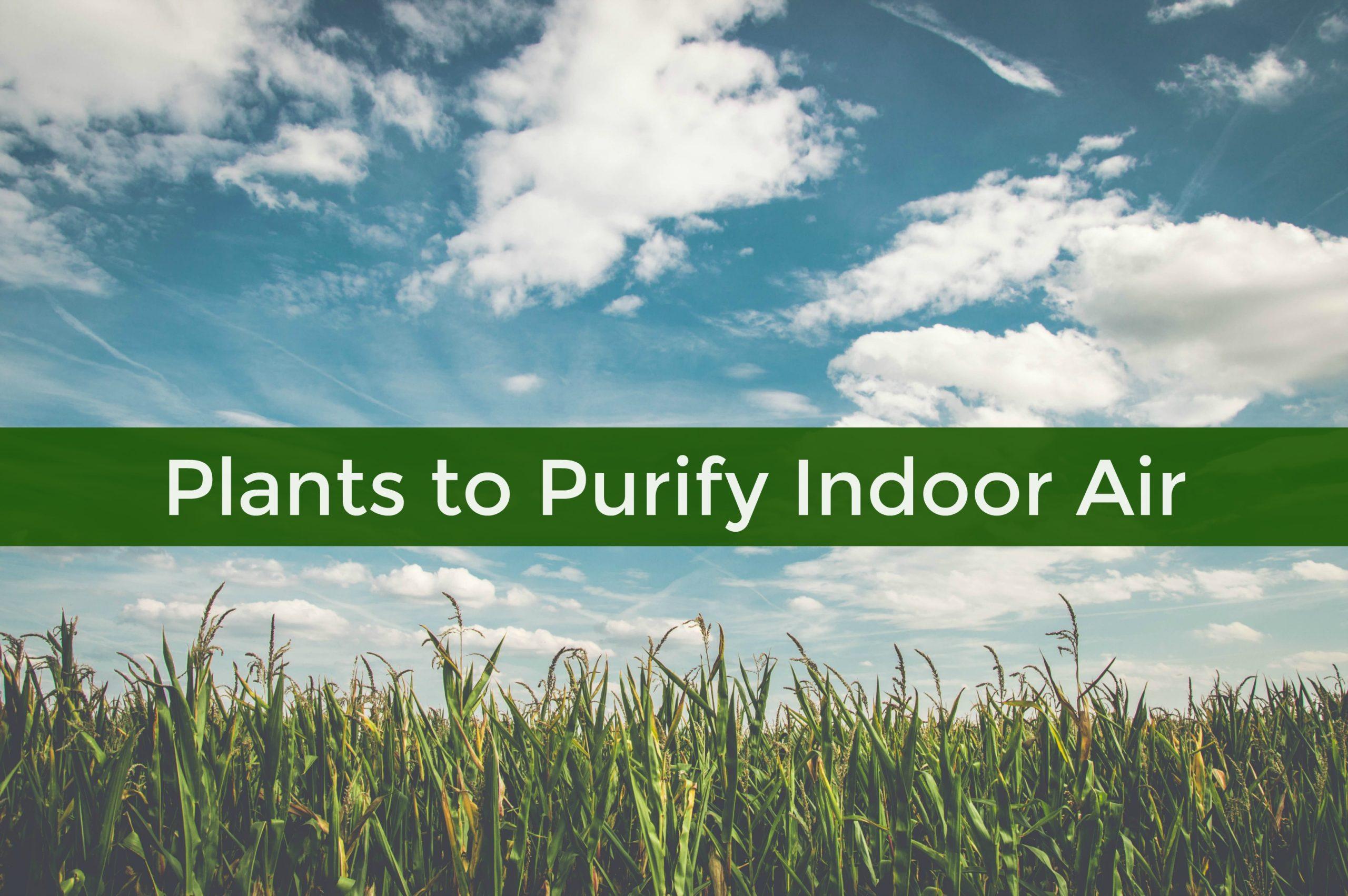 Purifying Indoor Air with Plants